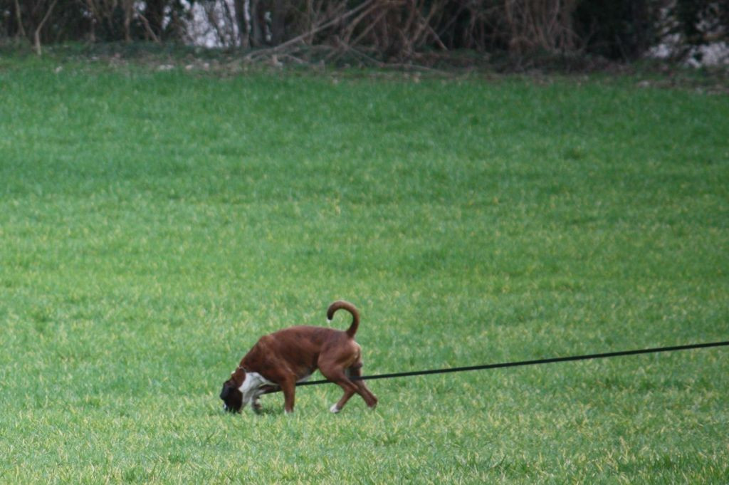 IFH 1 Académie Cynophile Labbeville